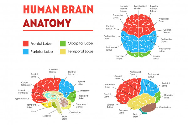 Что такое интеллект? Анатомия человеческого мозга.