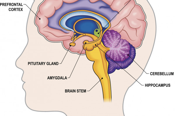 様々な能力で構成される知能に関わる脳の各部位のイメージ